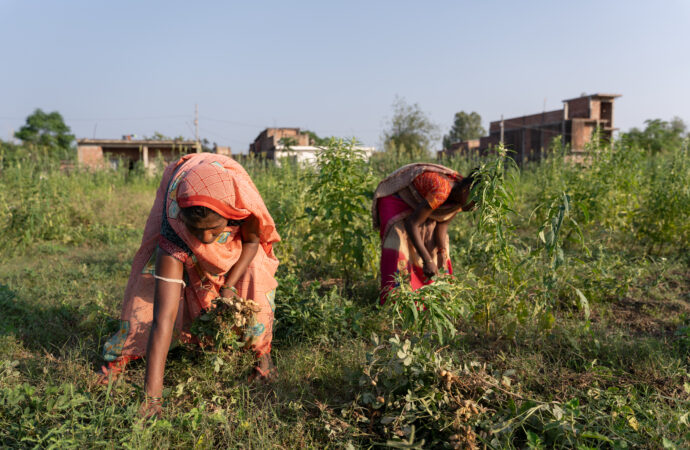 Erdnussernte in Nepal Tradition und Ertrag auf den Feldern