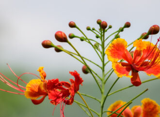 Guletura in Nepal: Botanische Entdeckung in Lumbini