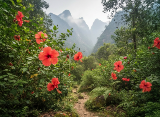 Chinesischer Roseneibisch wild in Nepal entdecken