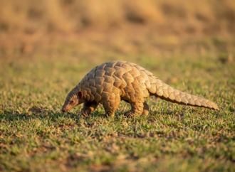 Schuppentiere in Nepal: Schutz und Leben der seltenen Pangoline