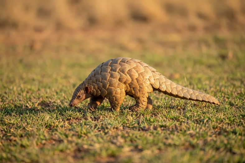 Schuppentiere in Nepal: Schutz und Leben der seltenen Pangoline