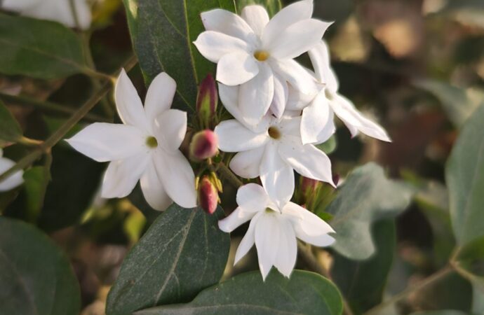 Der Kunda-Jasmin
