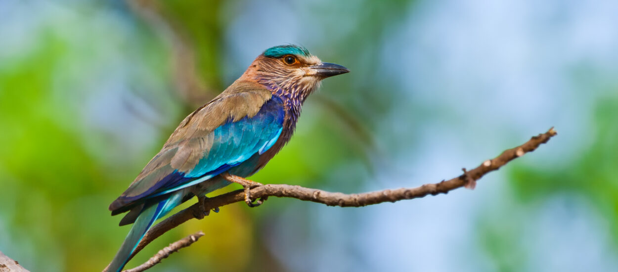 Nepal-Informationen – Alles über Nepal – Produkte – Bilder aus Nepal