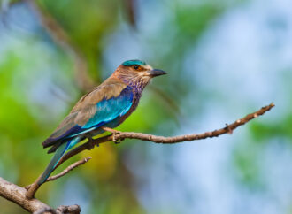 Die Indische Walze im Bardia-Nationalpark