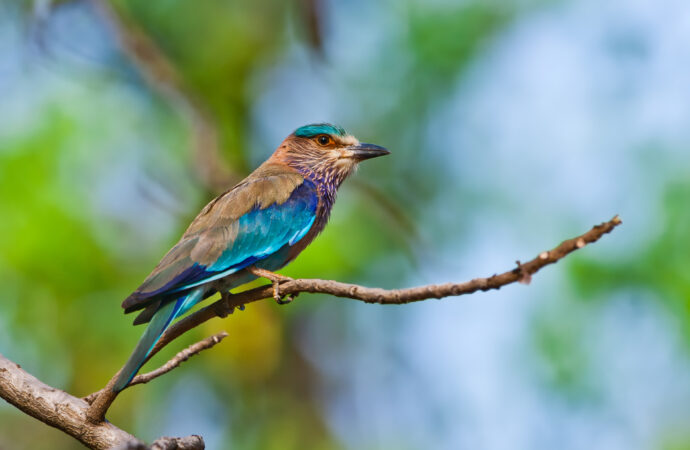 Die Indische Walze im Bardia-Nationalpark