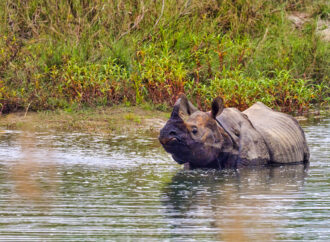 Nashorn-Safari im Bardia Nationalpark