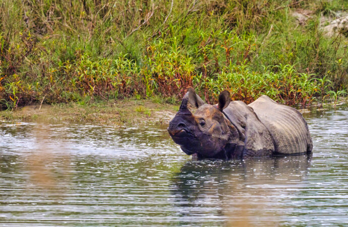 Nashorn-Safari im Bardia Nationalpark