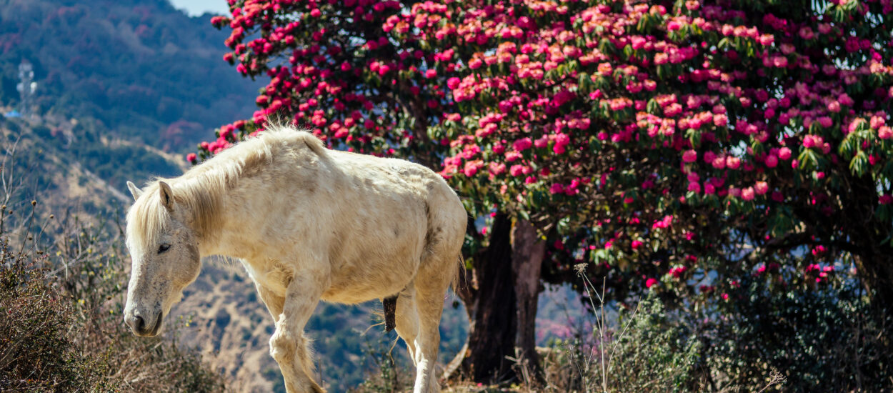 Nepal-Informationen – Alles über Nepal – Produkte – Bilder aus Nepal