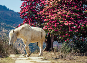 Mustang-Pferde in Nepal: Die weißen Geister des Himalaya