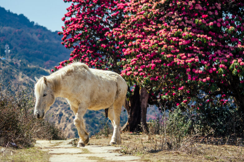 Mustang-Pferde in Nepal: Die weißen Geister des Himalaya