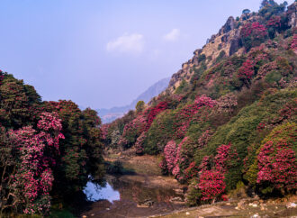 Rhododendronblüte in Nepal