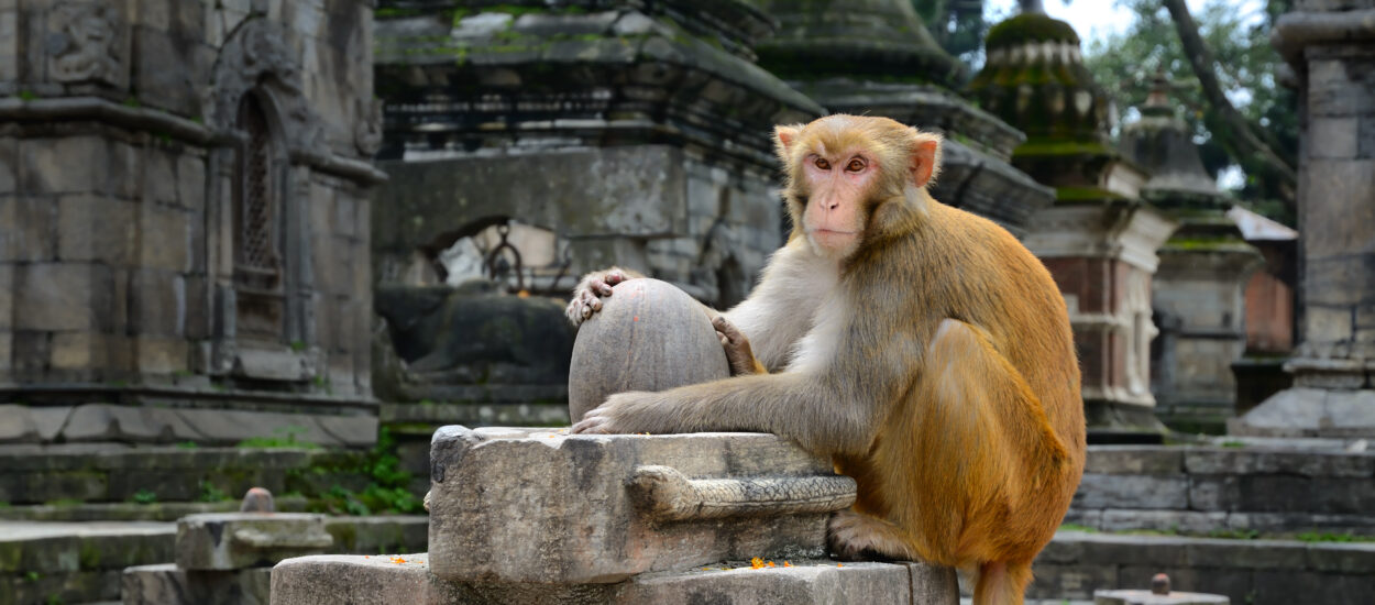 Nepal-Informationen – Alles über Nepal – Produkte – Bilder aus Nepal