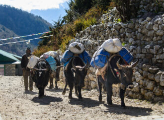 Warum Yaks in Nepal unverzichtbar sind
