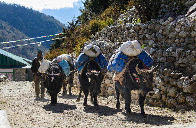 Warum Yaks in Nepal unverzichtbar sind