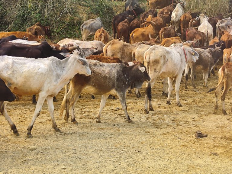 Die heiligen Kühe in Nepal