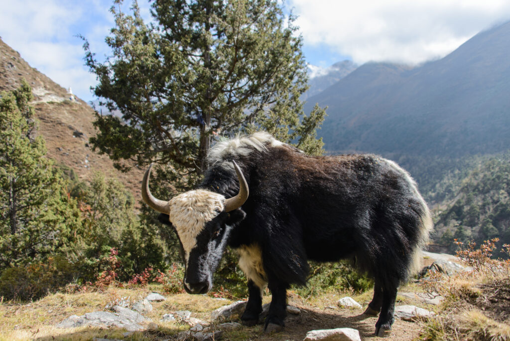 Eine Herde Yaks grast in einer nebligen Bergregion in der Nähe von Pokhara in Nepal.